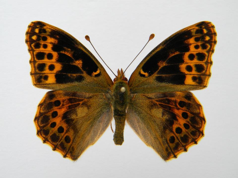 Issoria lathonia abb 5 (Internet Image property of respective owner, non-commercial use only)